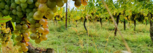Read more about the article Unterschied zwischen Naturwein und Orange Wein