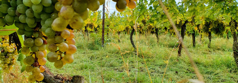 Read more about the article Unterschied zwischen Naturwein und Orange Wein