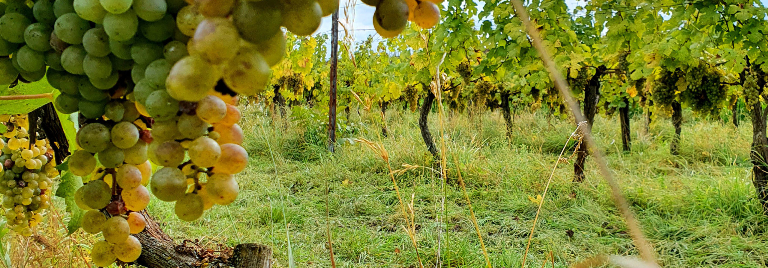 You are currently viewing Unterschied zwischen Naturwein und Orange Wein