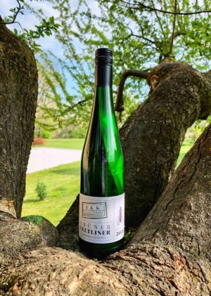 Grüner Veltliner „Zöbinger Steinjuwel“ Kamptal DAC 2021