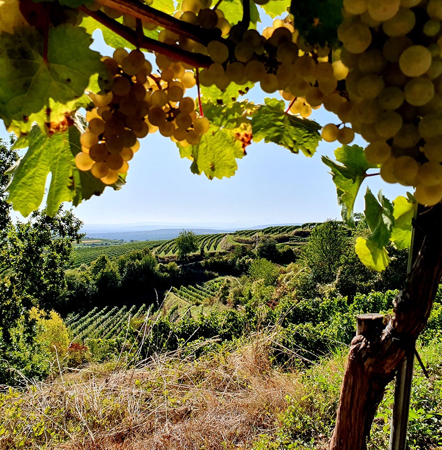 Weingarten mit hängenden reifen Weintrauben mit Ausblick ins Kamptal