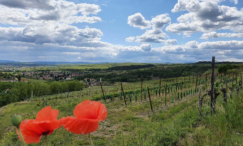 Lauser Kellergasse - Blick auf Zöbing am Kamp